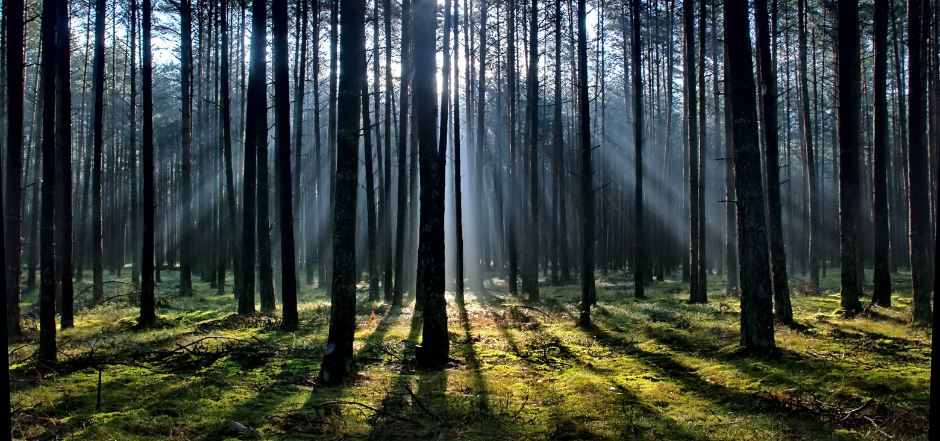 Forest training bushcraft outdoor adventure for adults - Waldtraining Bushcraft Outdoor-Abenteuer fรผr Erwachsene - Formation en forรชt, bushcraft, aventure en plein air pour adultes